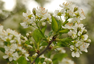 Prunus mahaleb